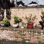 healthy outdoor potted plants