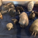 New Inuit Use