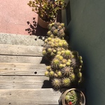Pomonaplants