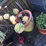 Berkpottedplants