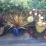 Berkpottedplants2