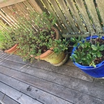 Berkpottedplants3