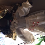 Oakdoll