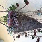 Oakpottedplant