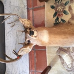 Sh Deer